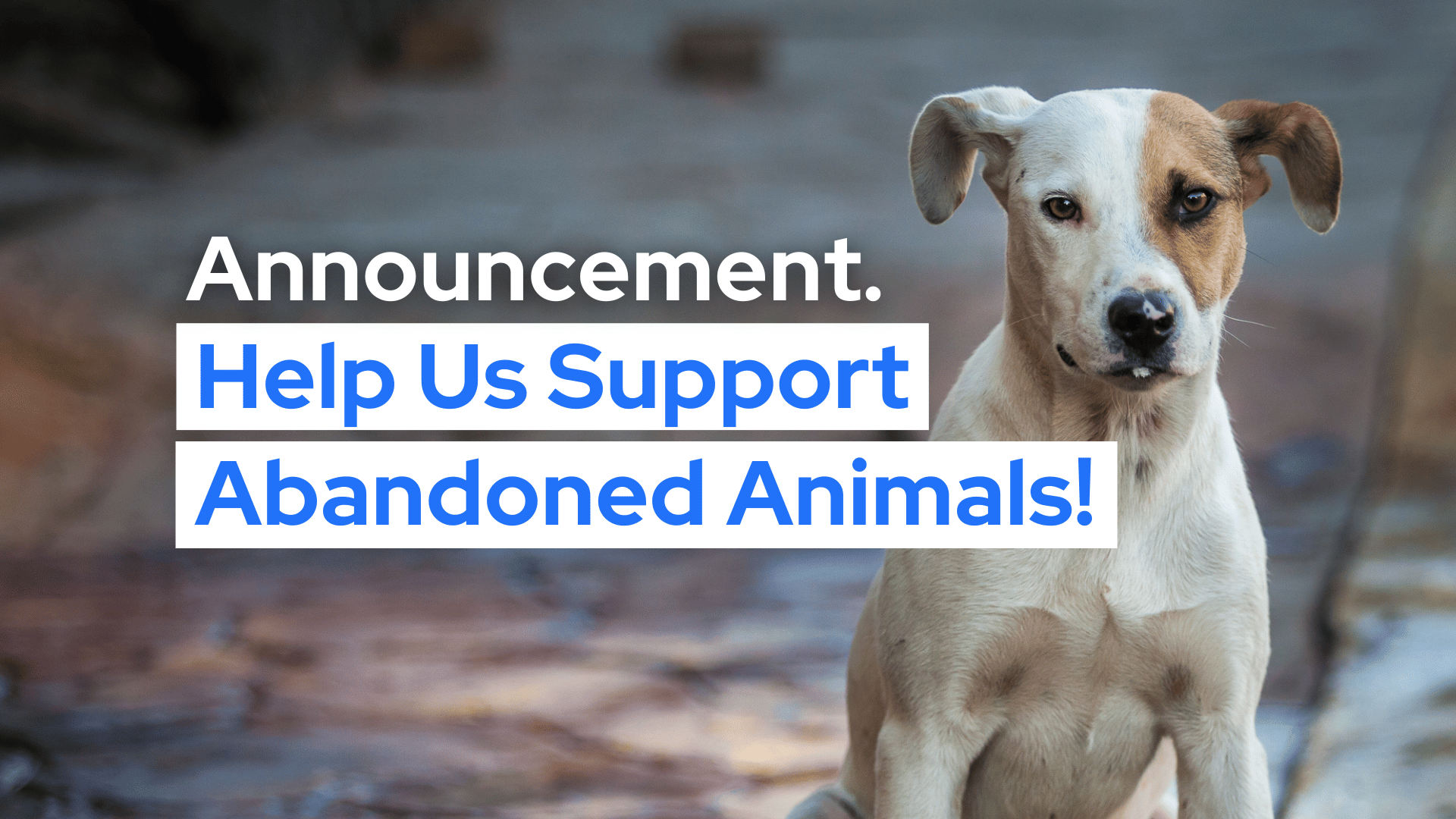 Join Elephant & Cross in Supporting Abandoned Animals This Christmas 🎄 2024 Donation Drive